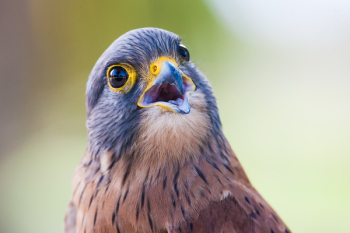 Brown and Gray Bird Brown and Gray Bird