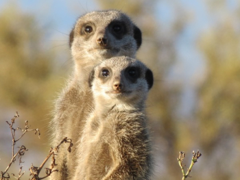 Brown and Gray Meerkat in Macro Photography