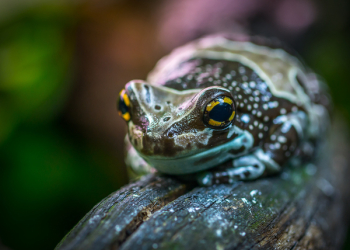 Brown and Gray Poison Arrow Frog