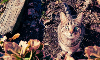 Brown and Gray Tabby Cat Brown and Gray Tabby Cat