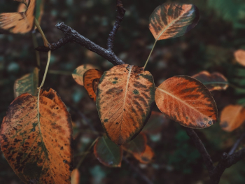 Brown-and-green Leaves Macro Photography Brown-and-green Leaves Macro Photography