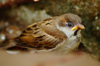 Brown and Grey Bird Brown and Grey Bird