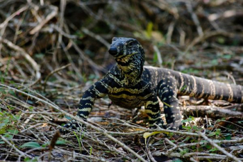 brown and grey lizard on green grass brown and grey lizard on green grass