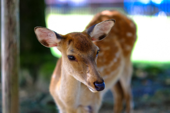 Brown and White Animal Brown and White Animal