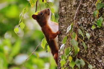 Brown and White Animal on Brown Tree Brown and White Animal on Brown Tree
