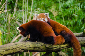 Brown and White Animal on Brown Tree Trunk Brown and White Animal on Brown Tree Trunk