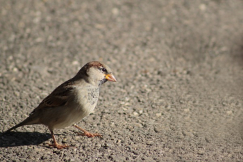 Brown and White Bird Brown and White Bird