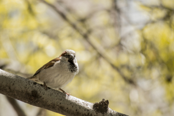 Brown and White Bird Brown and White Bird
