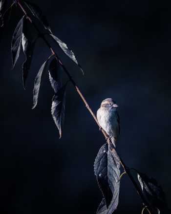 Brown and White Bird Brown and White Bird