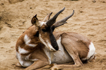 Brown and White Buck Animal Brown and White Buck Animal