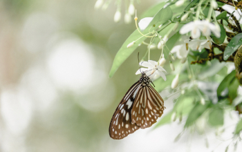 Brown And White Butterfly On White Flower