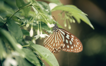 Brown And White Butterfly Perched On White Petaled Flower