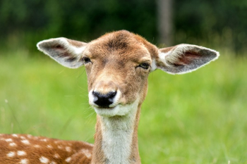 Brown and White Coated Animal Brown and White Coated Animal