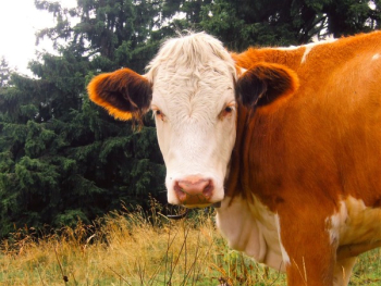 Brown and White Cow Brown and White Cow