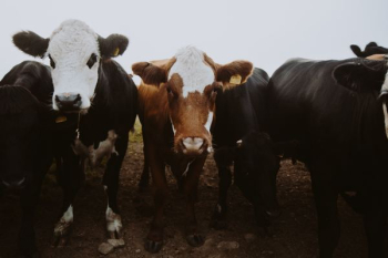 brown and white cow brown and white cow