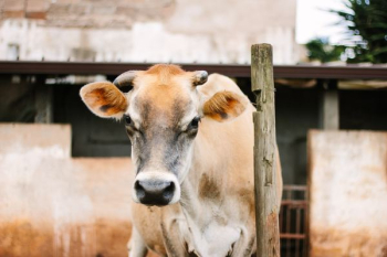 brown and white cow brown and white cow