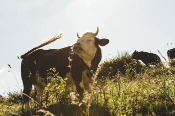 Brown and White Cow on Grassfield Brown and White Cow on Grassfield