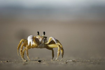 brown and white crab photography brown and white crab photography