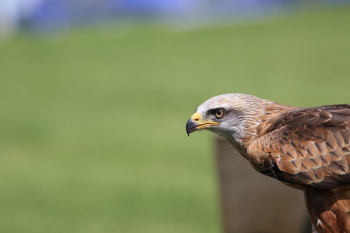 Brown and White Falcon Brown and White Falcon