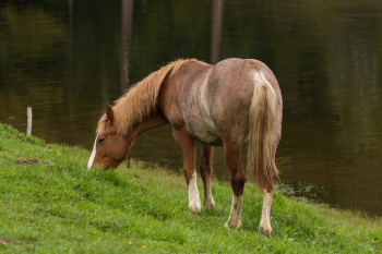 Brown and White Foot Horse Brown and White Foot Horse