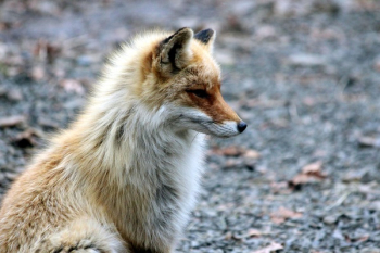 Brown and White Fox Brown and White Fox