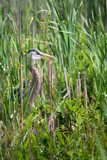 Brown and White Heron Brown and White Heron