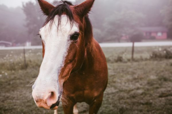 brown and white horse brown and white horse