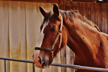 Brown and White Horse Brown and White Horse