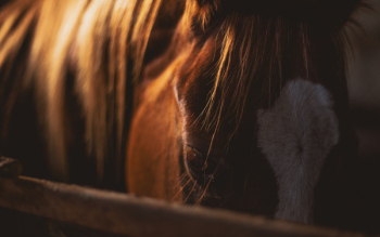 Brown and White Horse Brown and White Horse