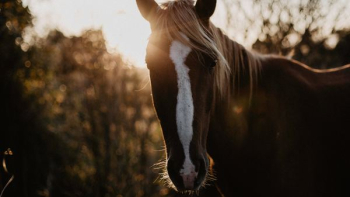 brown and white horse brown and white horse