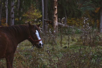 Brown And White Horse Brown And White Horse