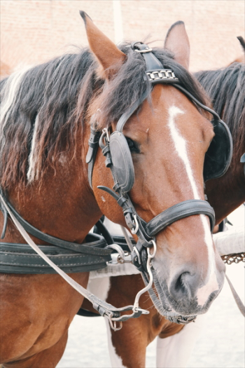 Brown and White Horse Brown and White Horse