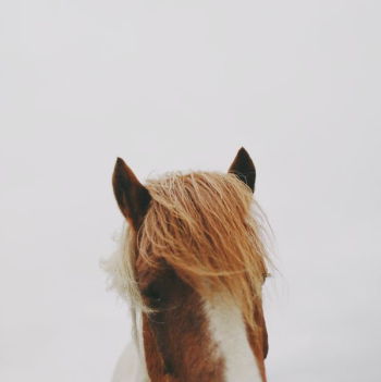 brown and white horse brown and white horse