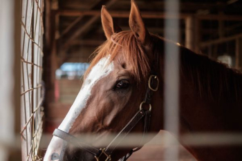 brown and white horse brown and white horse