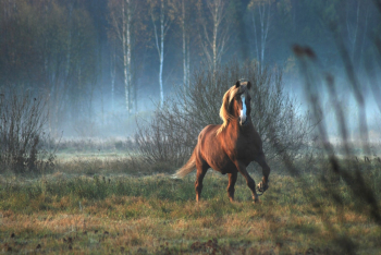 Brown and White Horse Brown and White Horse