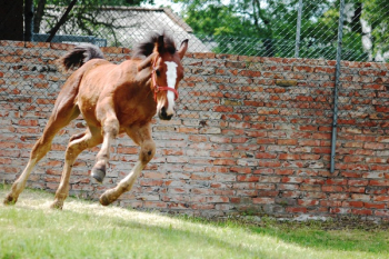 Brown and White Horse Galloping Brown and White Horse Galloping