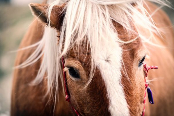 brown and white horse photo brown and white horse photo