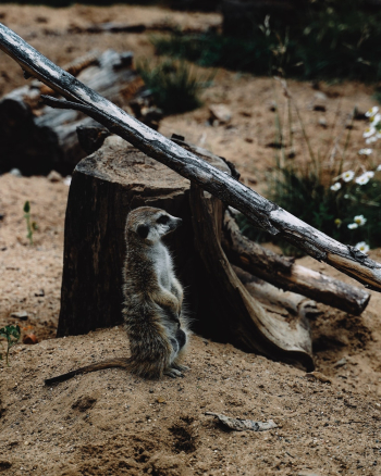 Brown and White Meerkat Brown and White Meerkat