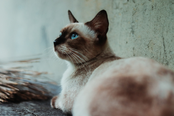 Brown and White Siamese Cat Beside Gray Wall Brown and White Siamese Cat Beside Gray Wall