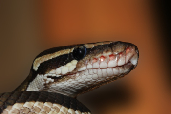 Brown and White Snake in Closeup Photo Brown and White Snake in Closeup Photo