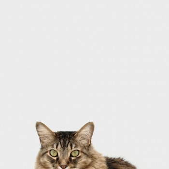 brown and white tabby cat brown and white tabby cat