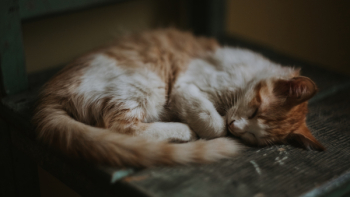 Brown and White Tabby Cat Brown and White Tabby Cat
