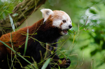 Brown and White Wolverine Animal Brown and White Wolverine Animal