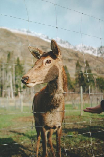 brown animal brown animal