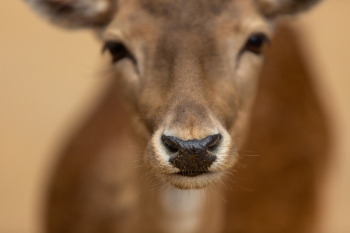 Brown Animal Brown Animal