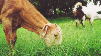 Brown Animal Eating Green Grass Brown Animal Eating Green Grass