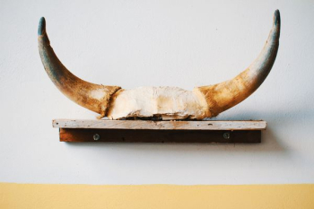 brown animal horn on brown shelf brown animal horn on brown shelf