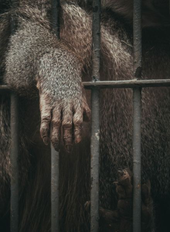 brown animal in black cage brown animal in black cage
