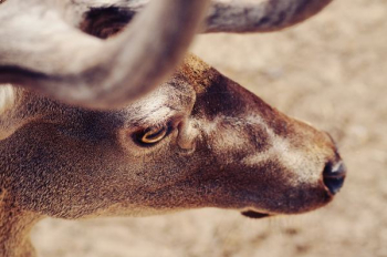 brown animal muzzle brown animal muzzle
