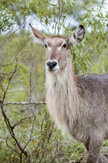 Brown Animal Near Leafed Plants Brown Animal Near Leafed Plants